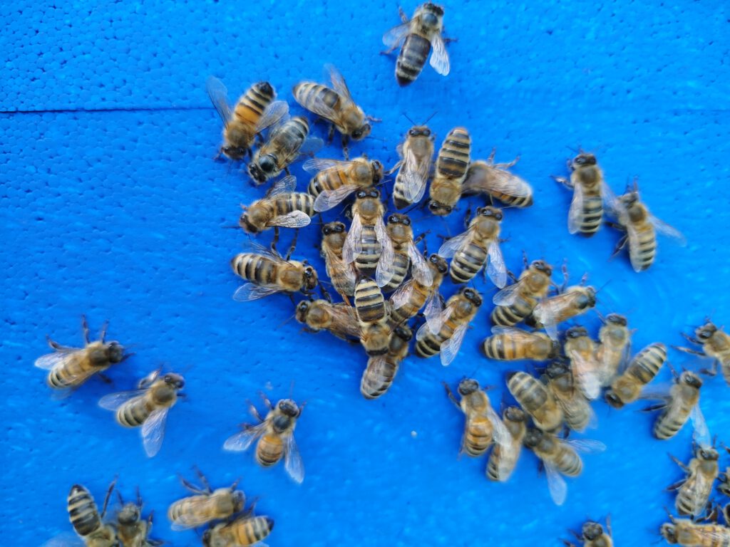 Bienen