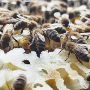 Firmen-Bienenpatenschaft